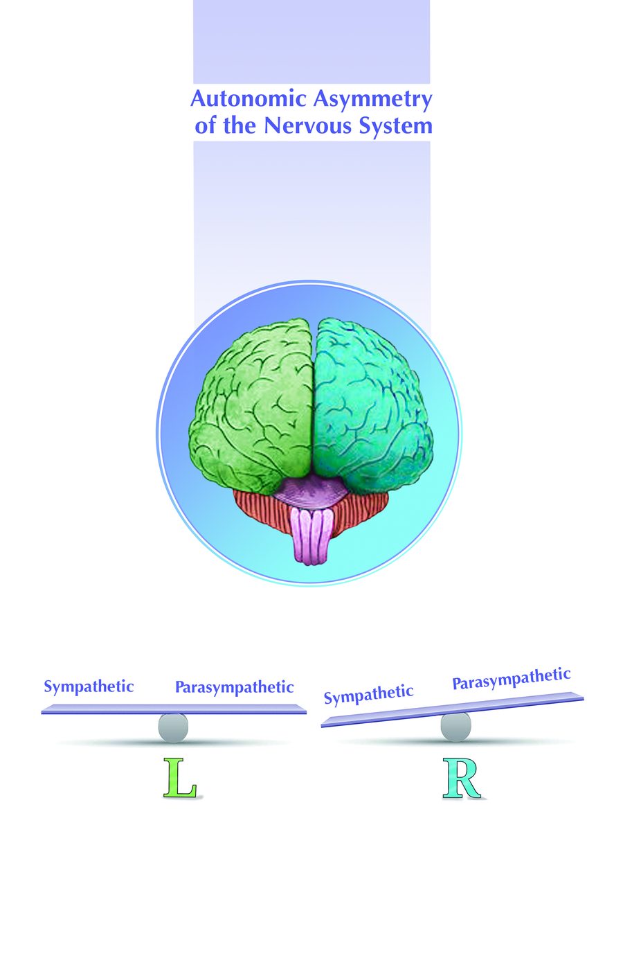 Autonomic asymmetry of the nervous system