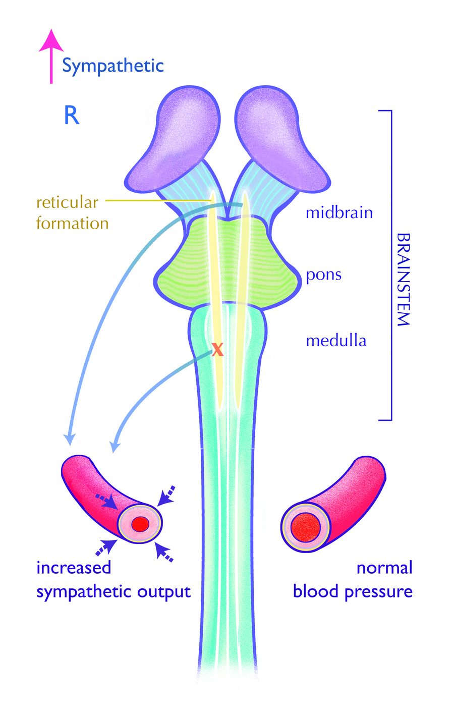 Illustration of the brainstem and its effect on blood vessels